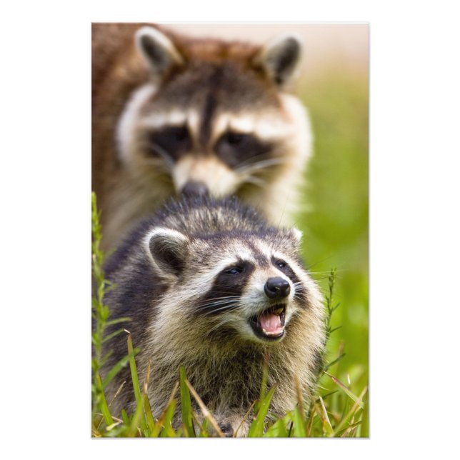The raccoon, Procyon lotor, is a widespread, Photo Print (Front)