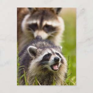 The raccoon, Procyon lotor, is a widespread, Postcard