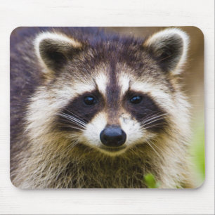 The raccoon, Procyon lotor Mouse Pad