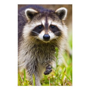 The raccoon, Procyon lotor Photo Print