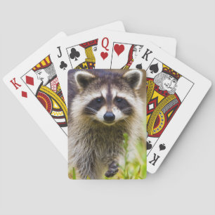 The raccoon, Procyon lotor Playing Cards