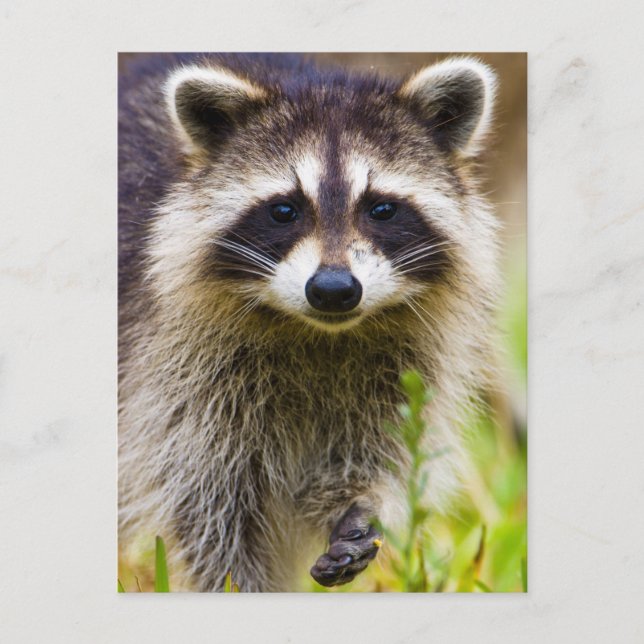 The raccoon, Procyon lotor Postcard (Front)
