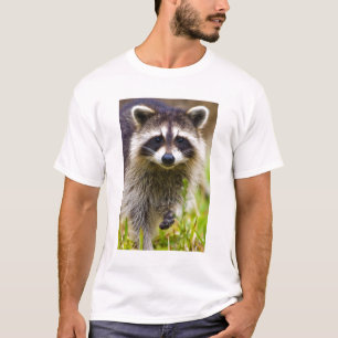 The raccoon, Procyon lotor T-Shirt