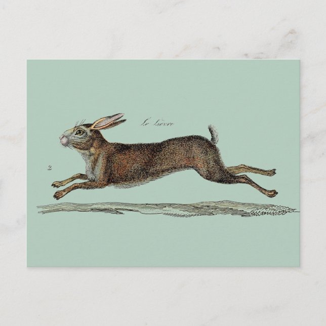 The Racing Hare at Easter Holiday Postcard (Front)
