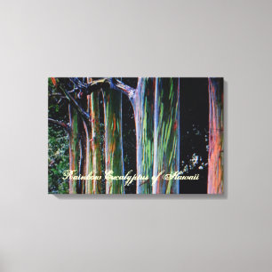 The Rainbow Eucalyptus Tree of Hawaii Canvas Print