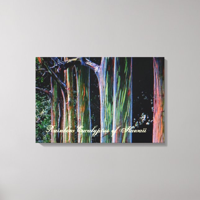 The Rainbow Eucalyptus Tree of Hawaii Canvas Print (Front)