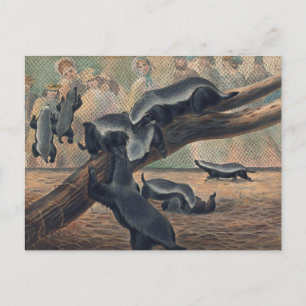 The Ratels by Joseph Wolf Postcard