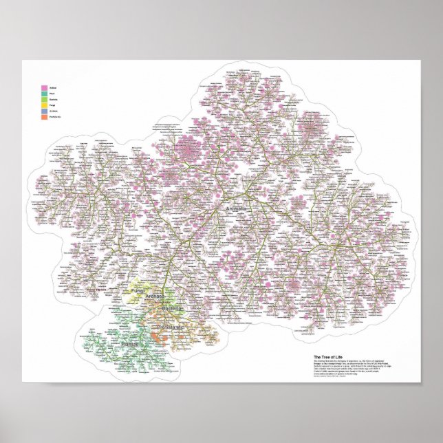 The Real Tree Of Life Poster (Front)