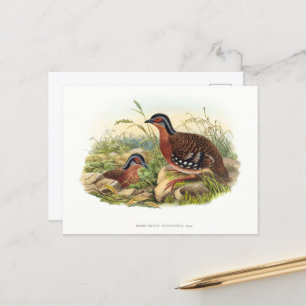 The red-breasted partridge(Bambusicola hyperythra) Postcard