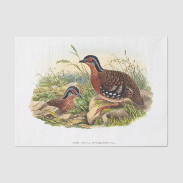 The red-breasted partridge Decoupage Tissue Paper (Front)