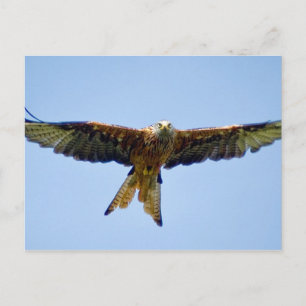 The Red Kite Postcard
