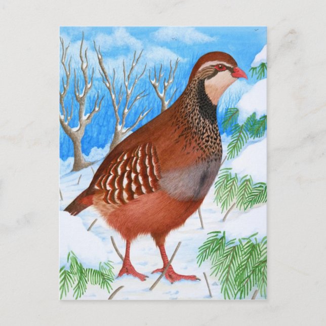 The Red-Legged Partridge Postcard (Front)