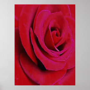 THE RED ROSE POSTER