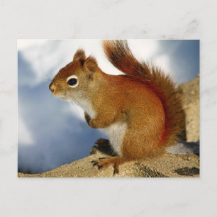 The Red Squirrel Who Stuck Around Postcard