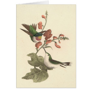 The Red-throated or Ruby-throated Hummingbird