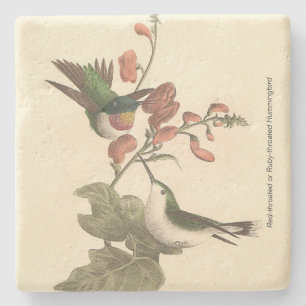 The Red-throated or Ruby-throated Hummingbird Stone Coaster