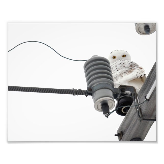 The Regal Snowy - 8x10 Photo Print (Front)