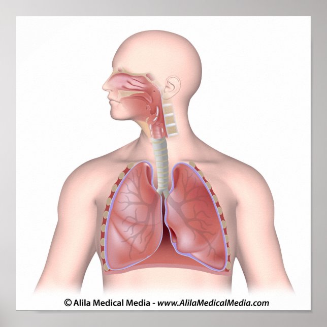 The respiratory system unlabeled poster (Front)
