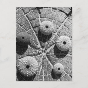 the rings postcard