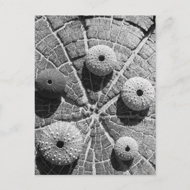 the rings postcard (Front)