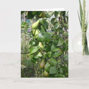 The ripening pears card