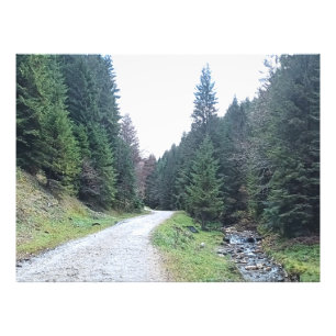 The Road Between Pines - Wild Nature Romania Photo Print