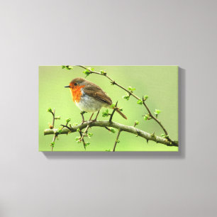The Robin Canvas Print