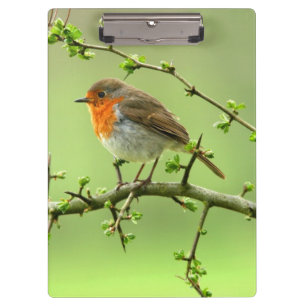 The Robin Clipboard