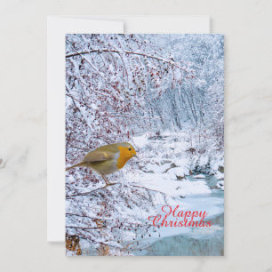 The Robin Holiday Card
