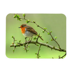 The Robin Magnet