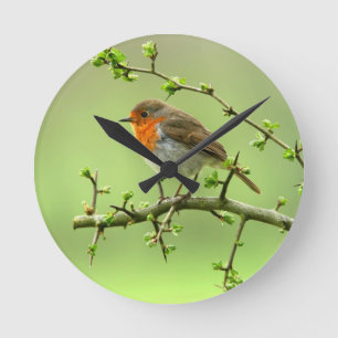 The Robin Round Clock