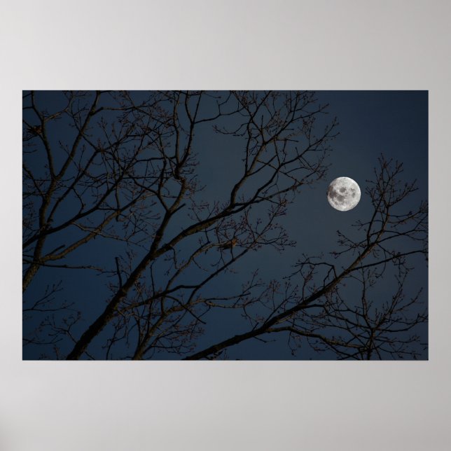 The Robin & The Moon Poster (Front)