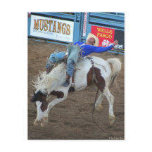 The Rodeo Collection - Wild Ride