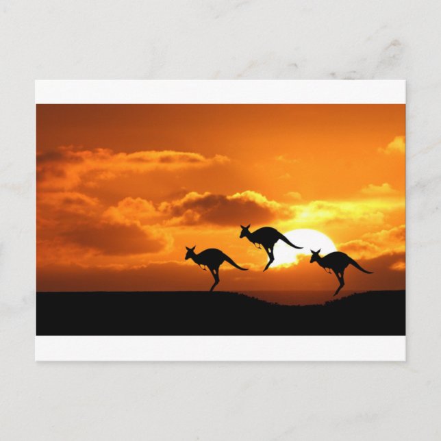 THE ROO RUNNERS. POSTCARD (Front)