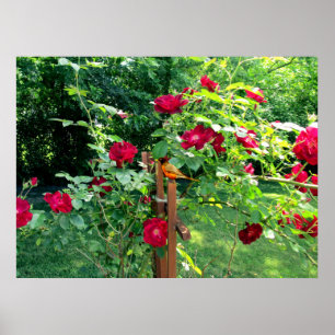 THE ROSE GARDEN POSTER
