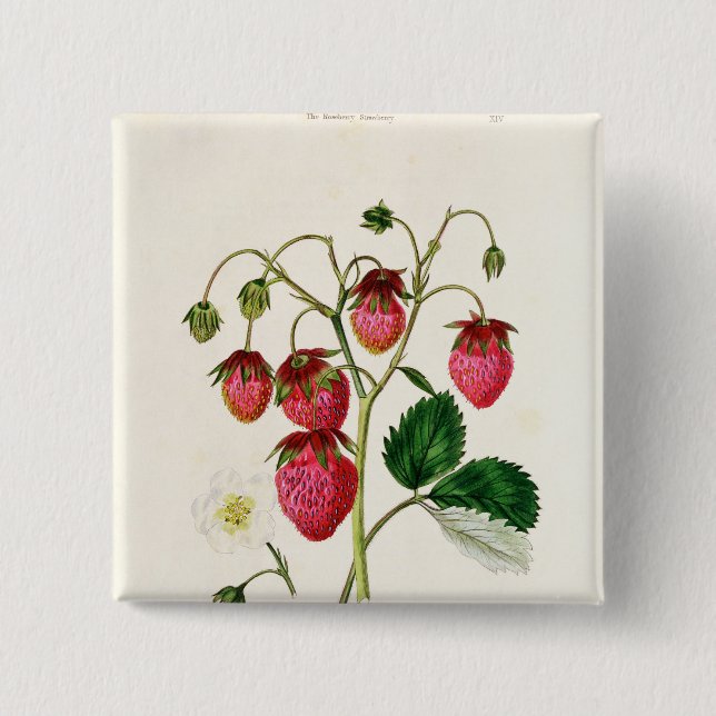 The Roseberry Strawberry, engraved by Watte 2 Inch Square Button (Front)