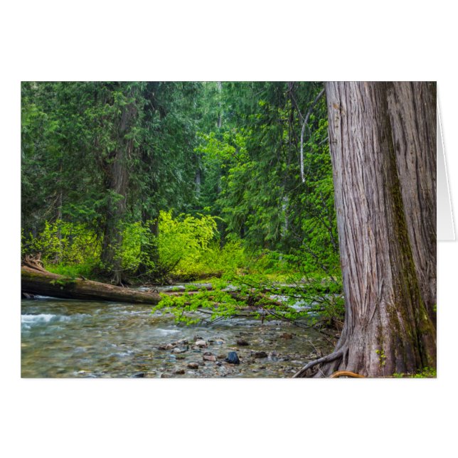 The Ross Creek Cedars Scenic Area (Front Horizontal)
