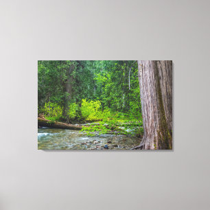 The Ross Creek Cedars Scenic Area Canvas Print