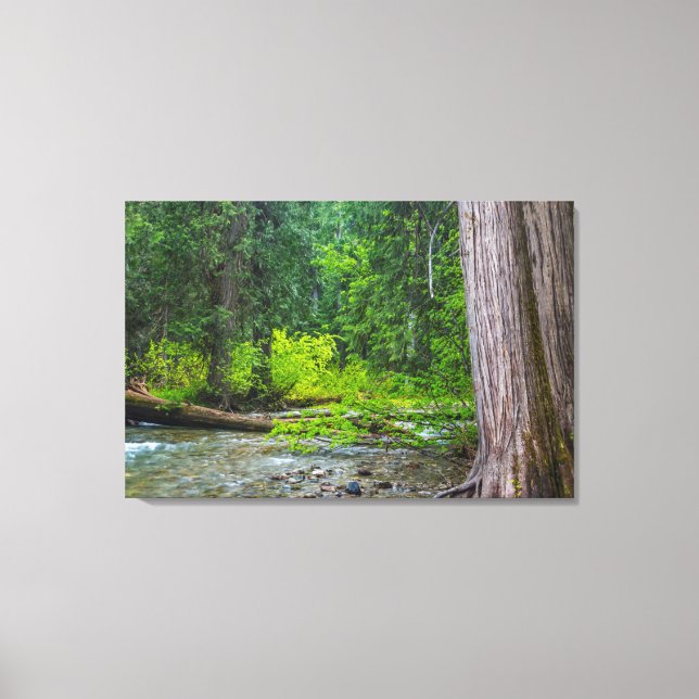 The Ross Creek Cedars Scenic Area Canvas Print (Front)
