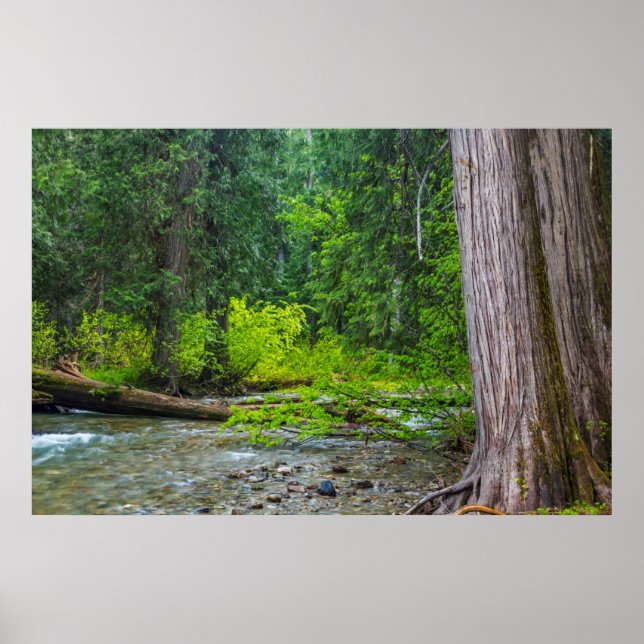 The Ross Creek Cedars Scenic Area Poster (Front)