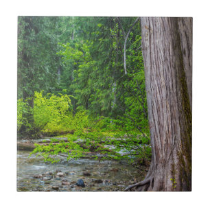 The Ross Creek Cedars Scenic Area Tile