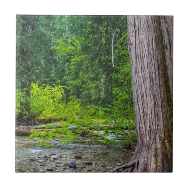 The Ross Creek Cedars Scenic Area Tile (Front)