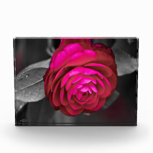 The Rosy Camellia Photo Block