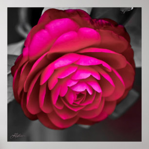 The Rosy Camellia  Poster