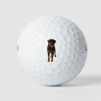 The Rottweiler