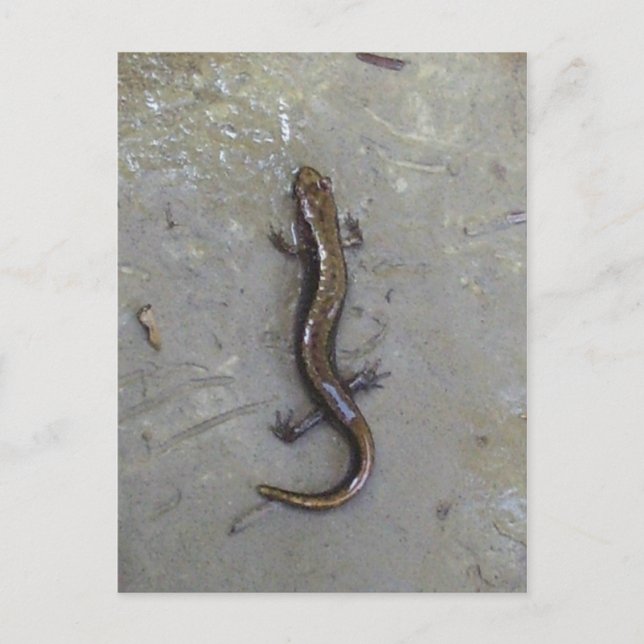 The Salamander Postcard (Front)