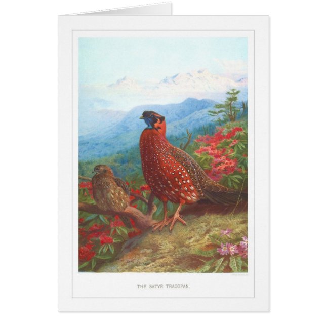 The Satyr Tragopan; (Front)