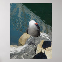 The Seagull Larry Day Ken Gauge Bird Photography