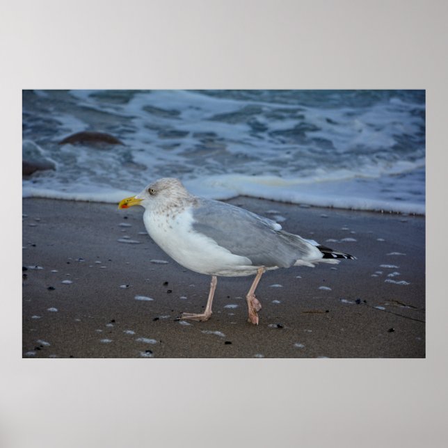 The Seagull Poster (Front)
