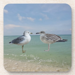 The seagulls coaster